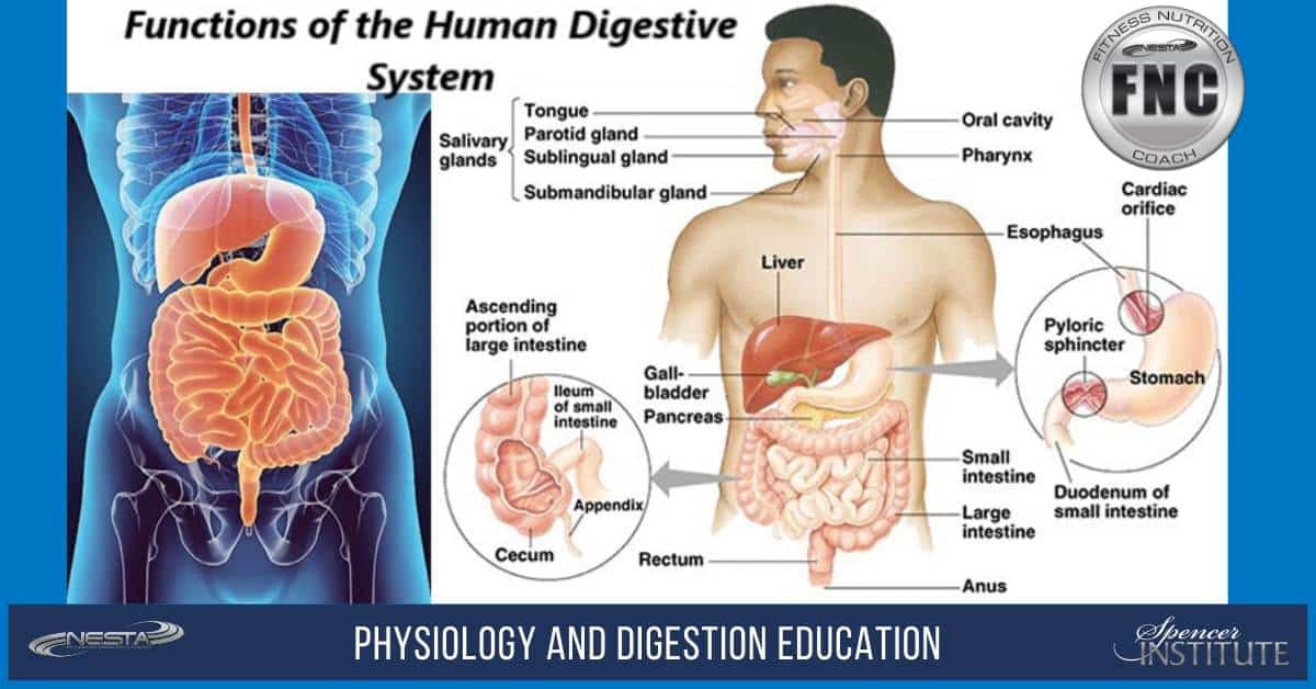 digestion information for personal trainers