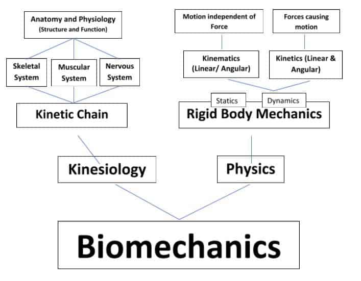 The Basics of Biomechanics and Power_figure_1