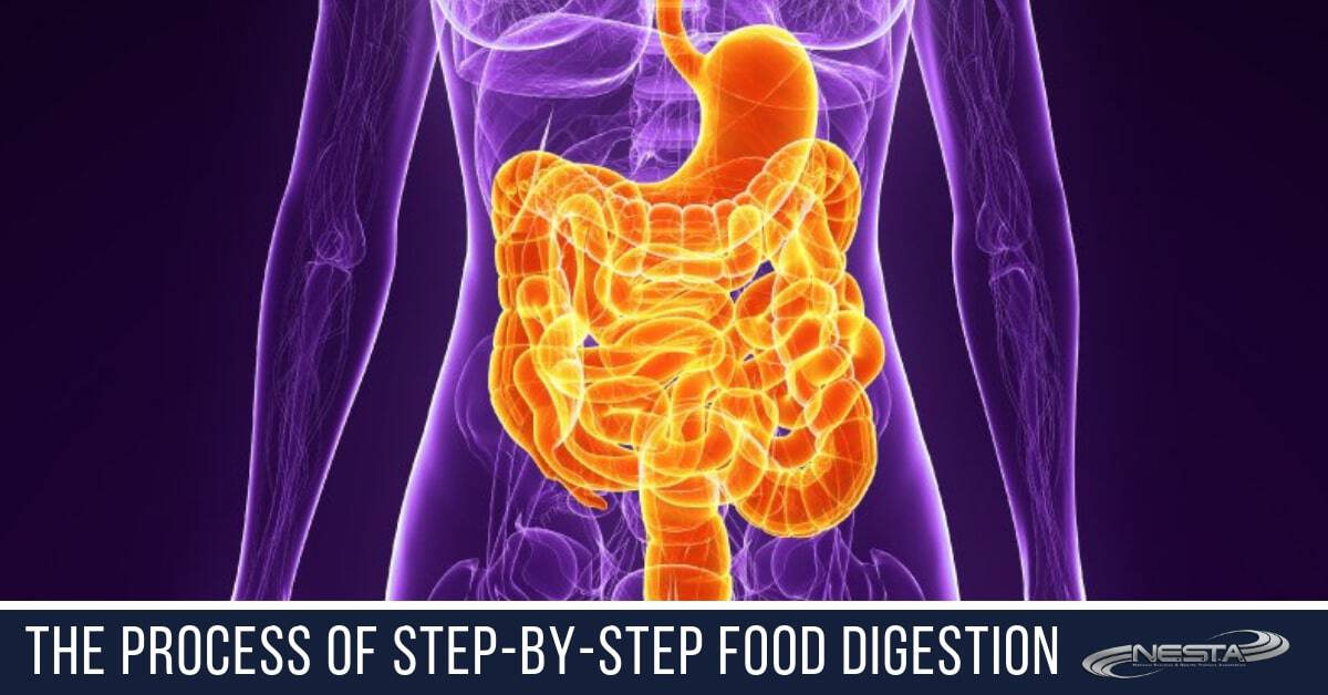  Step-by-Step Food Digestion through the stomach and intestines