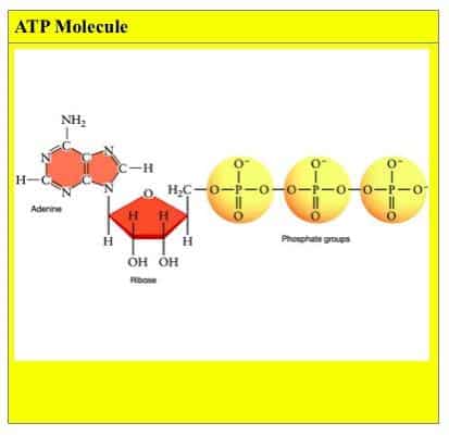 atp molecule