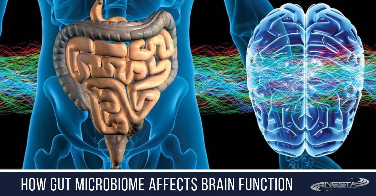relationship between the gut microbiome and brain function