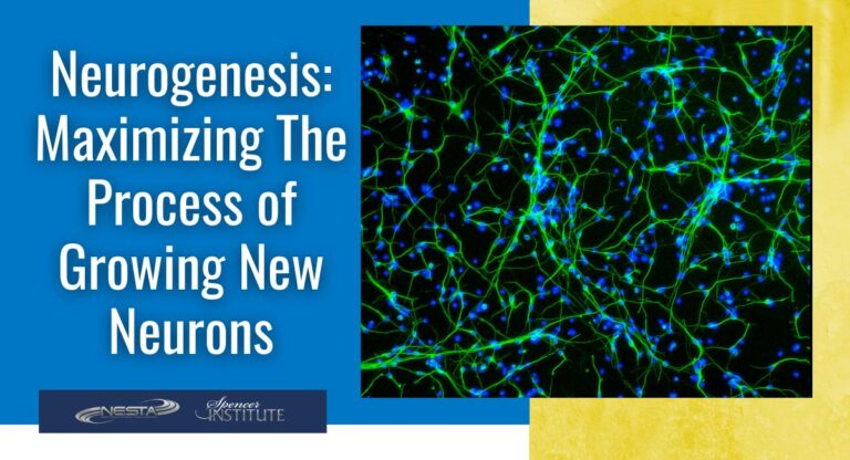 how are neurons developed?